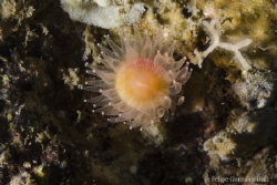 Coral
Chilean Fjord, Añihue Reserve by Felipe Gonzalez 